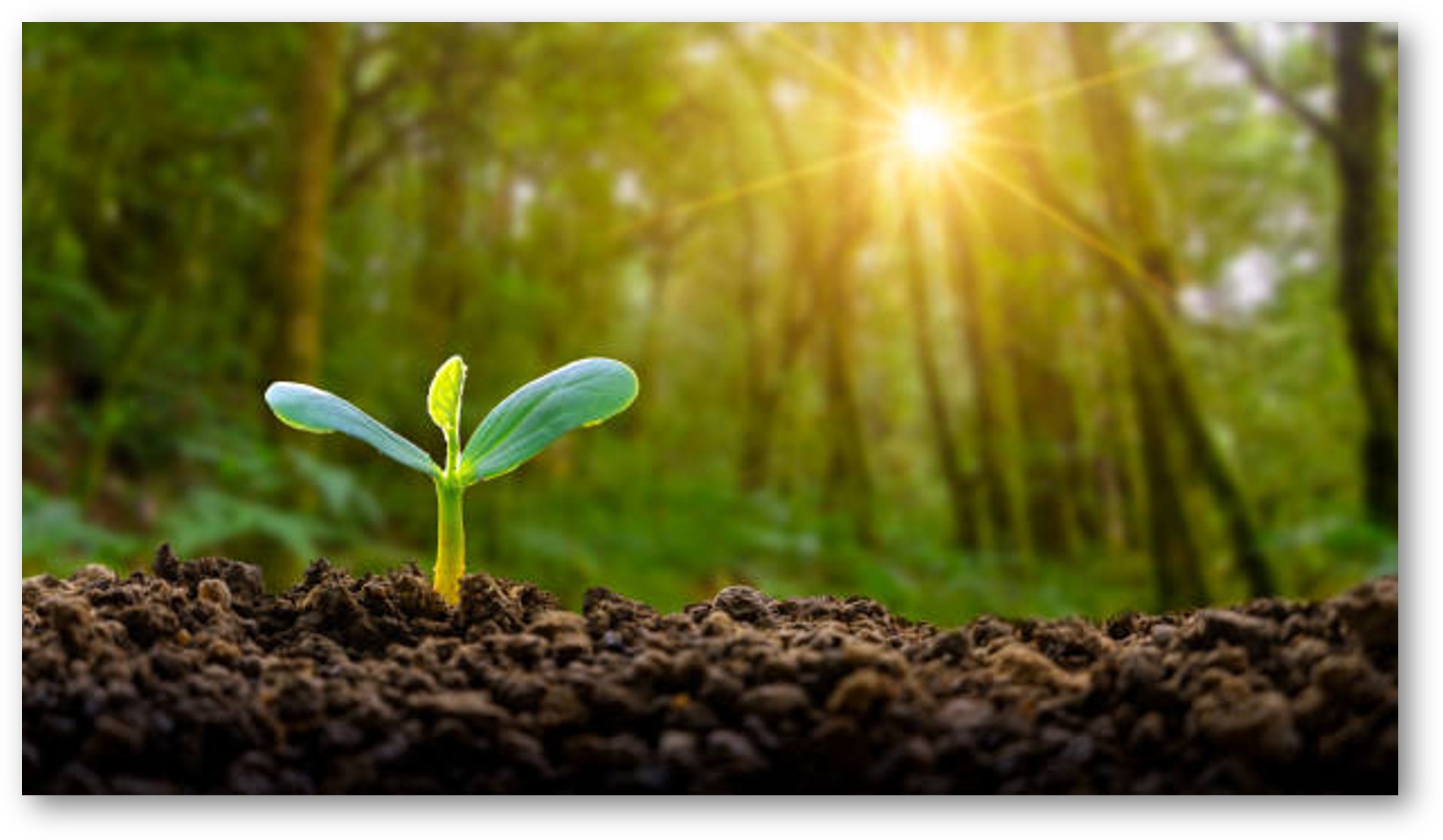 Starting From Seed