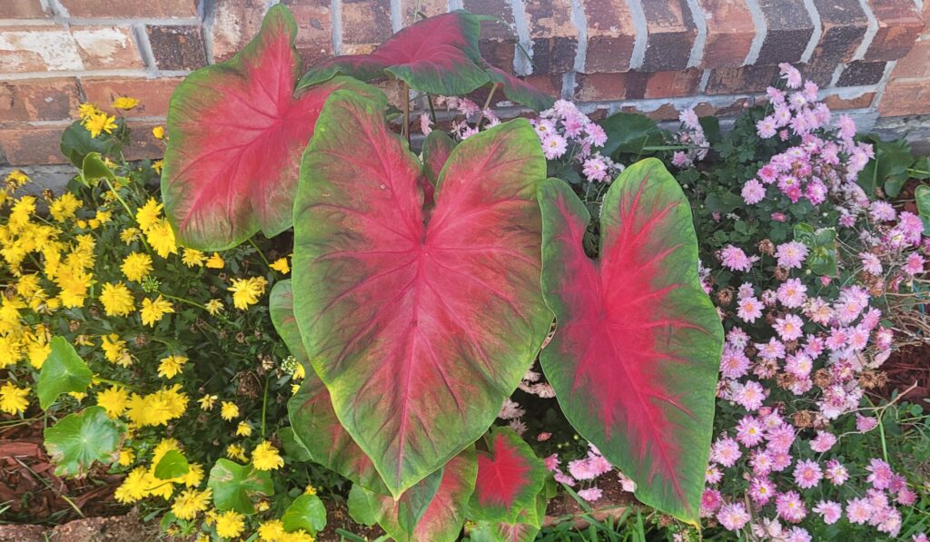 Calladiums surrounded by yellow and purple flowers
