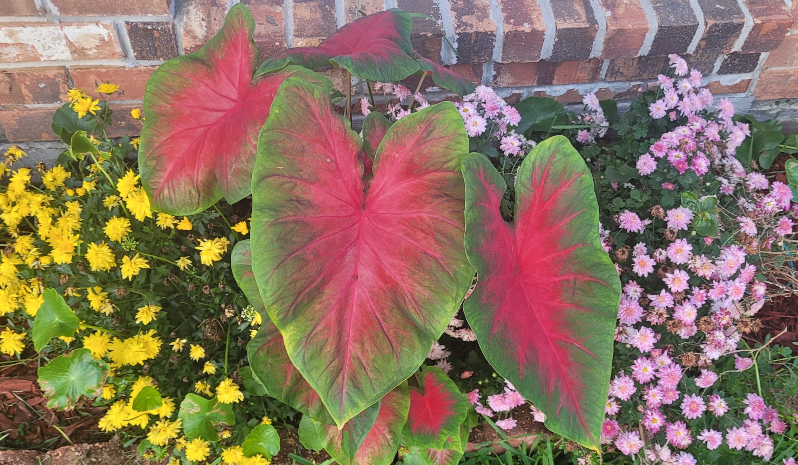 Welcome to Gram’s Garden