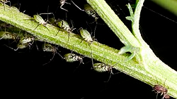 Aphids