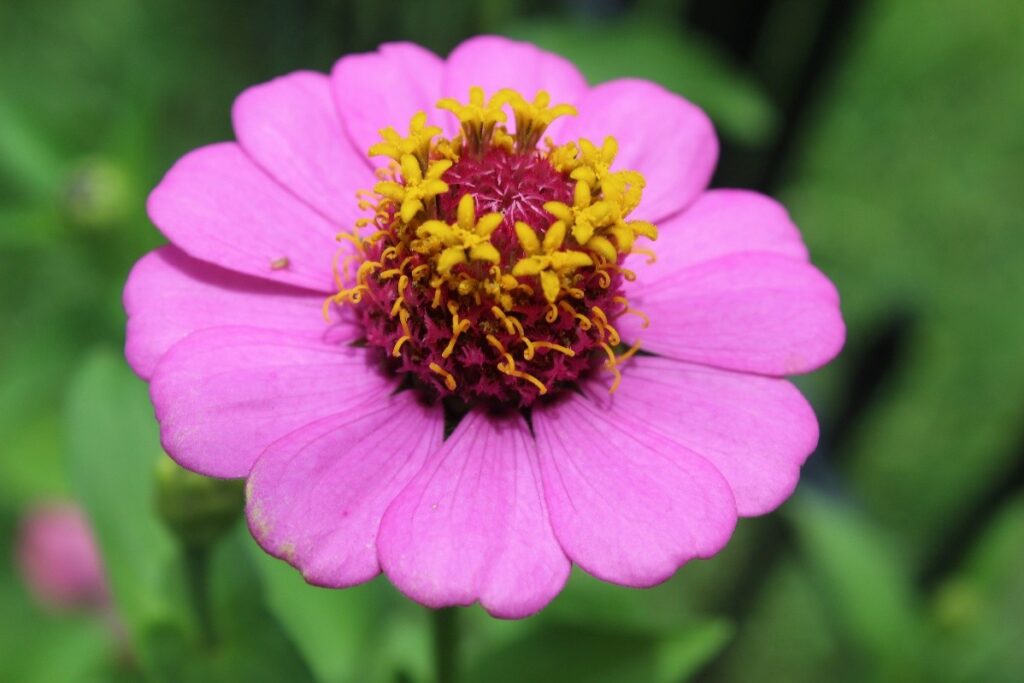 Zinnia