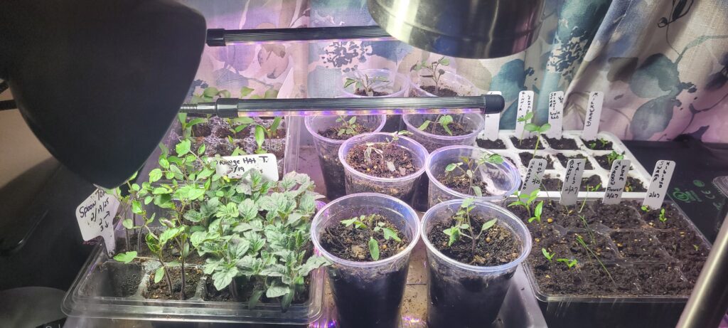 Various methods of starting seeds